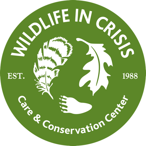 Custom Spotlight: Wildlife in Crisis